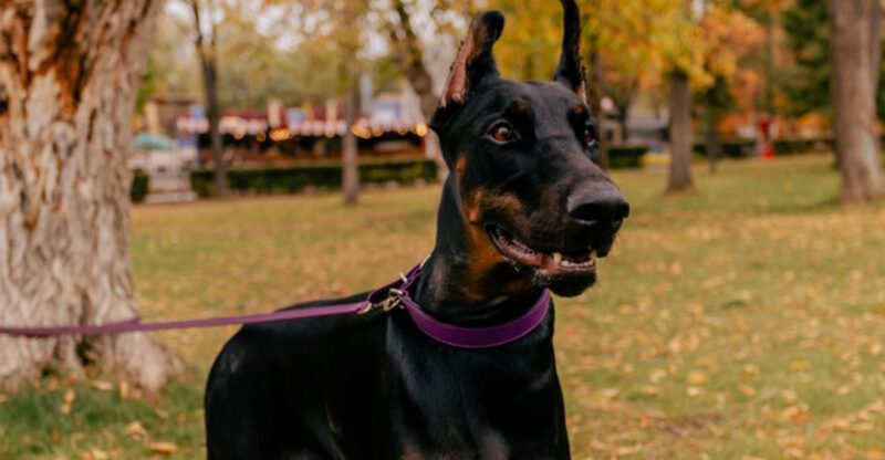 Winning the respect of these 10 dog breeds is one of the most rewarding experiences in dog ownership