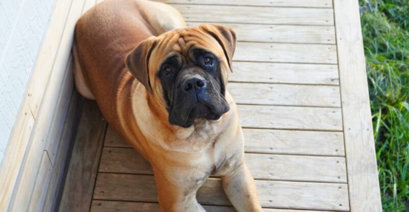 Without consistent rules these 12 dog breeds may start guarding more than they should
