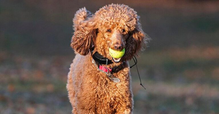 Years of experience lead many owners to these same 13 dog breeds – plus 3 pleasant surprises dog news