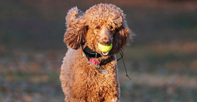 Years of experience lead many owners to these same 13 dog breeds – plus 3 pleasant surprises