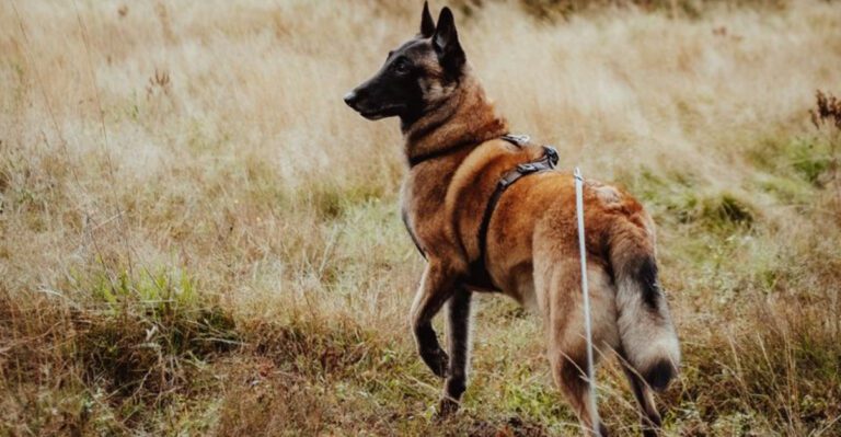 You dont have to say a word These 15 dog breeds already know how youre feeling dog news
