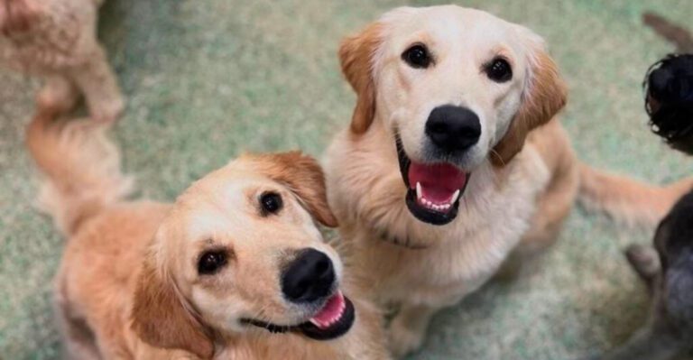 Your dog notices when your attention drifts and these 8 behaviors prove it dog news
