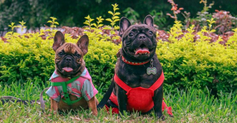 Your neighbors will probably thank you for choosing one of these 14 dog breeds