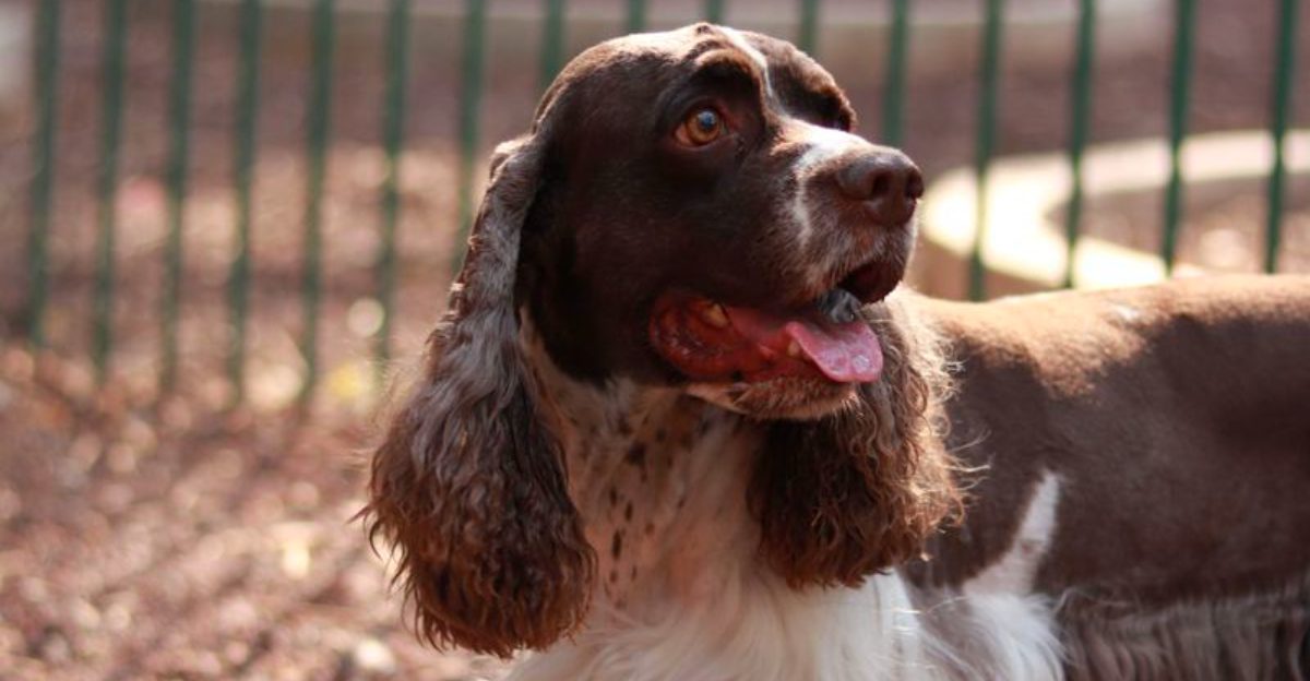 One experience with these 12 dog breeds is often enough to create a lifelong favorite – plus 2 that inspire remarkable loyalty