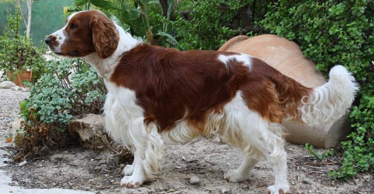 featured image 13d1cd2904cb dog news
