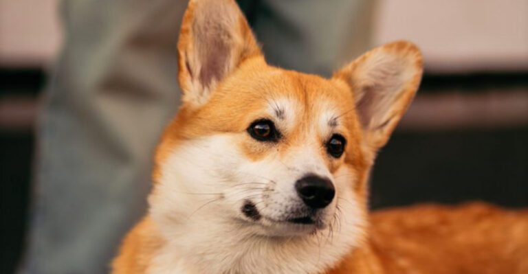 featured image 1afdf6dff52d dog news