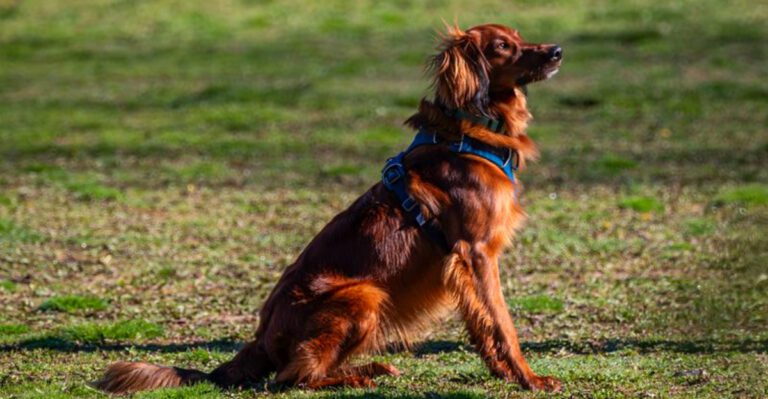 featured image 1b462d134d4a dog news