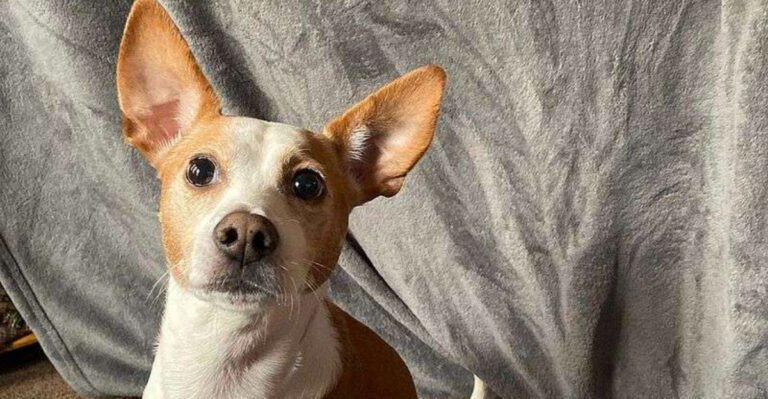 featured image 1d413ac4a94e dog news