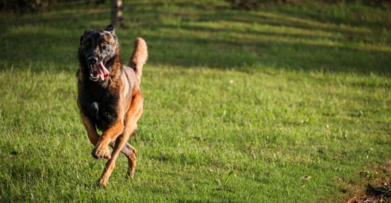 featured image 6526e3e2b6c5 dog news