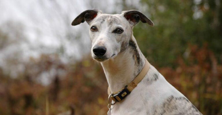 featured image 769a2efe2972 dog news