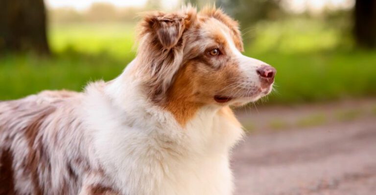 featured image 95fb69fae9ef dog news