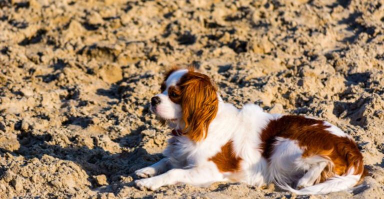 featured image bae87ff48f2a dog news