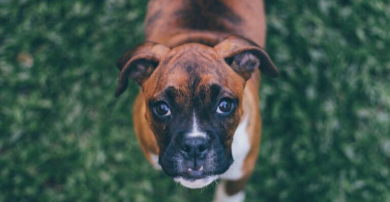 featured image cd897feb4a3b dog news