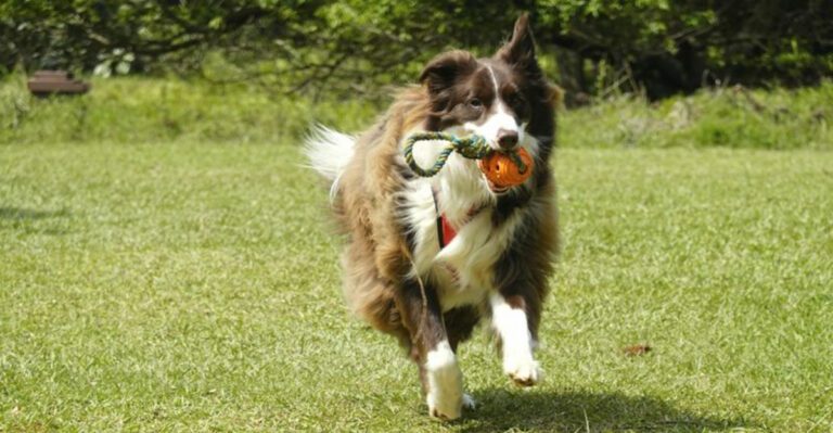 featured image e998757f822d dog news