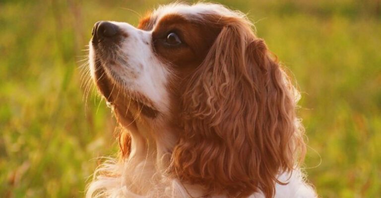 featured image 01f889907ae9 a75aaa5c12f3 dog news