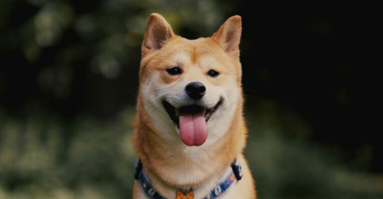 featured image 050d00d19d1a c6c230839e94 dog news