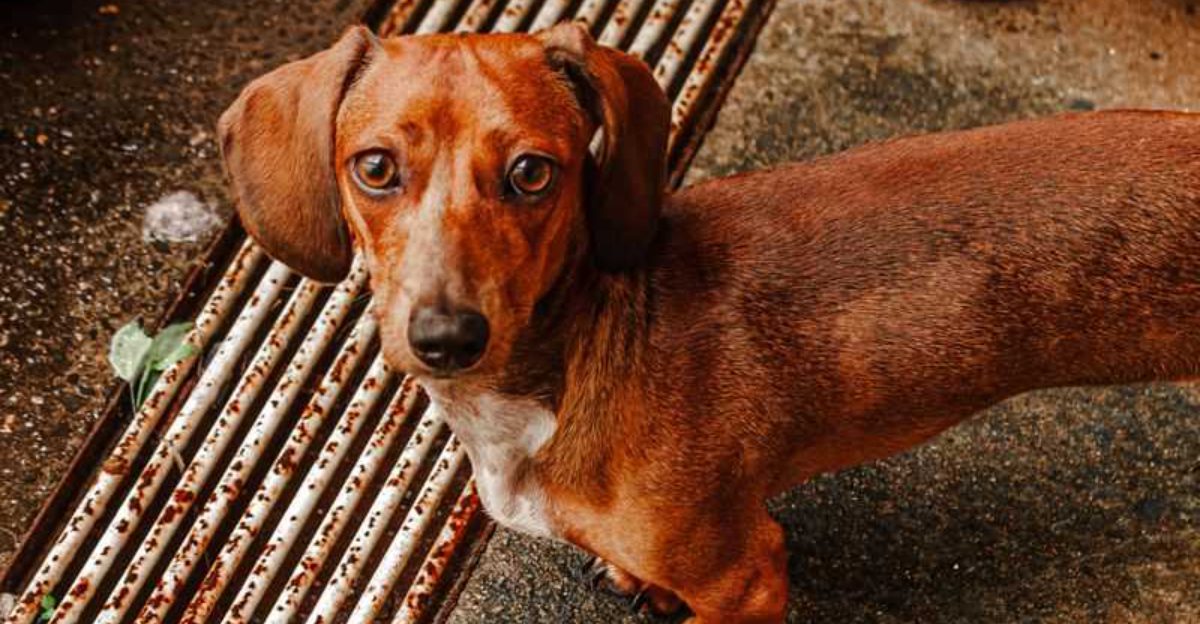 Looking for unwavering devotion? Start with these remarkable dog breeds