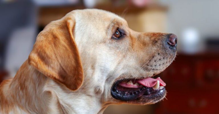 featured image 08887b13cb47 7ce254d7a5f9 dog news