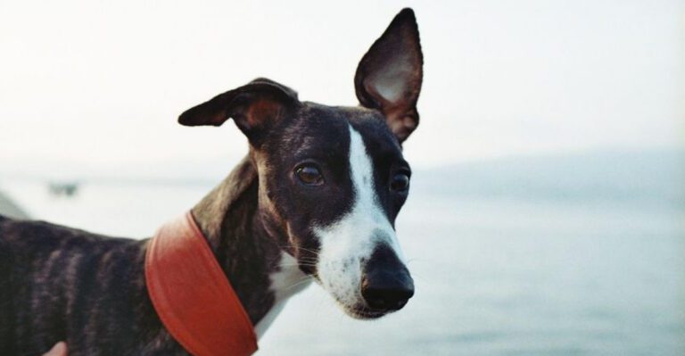 featured image 091f9ae28c96 171ab6d9f0df dog news