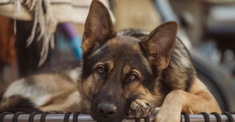 featured image 09f641231ee8 520e2fd4b304 dog news