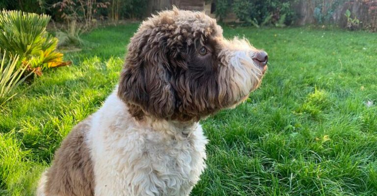 featured image 0a51fbc38501 84d0bce917d8 dog news