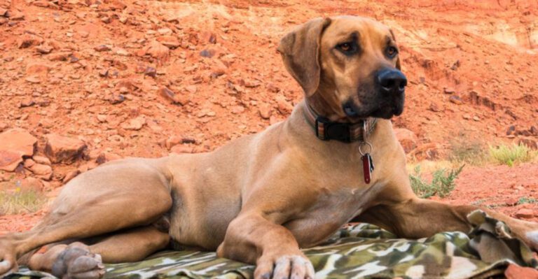 featured image 0afc1bf4b66d 96a336f35c08 dog news