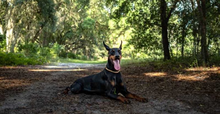 featured image 0dd8043216b1 9ce48ba41894 dog news