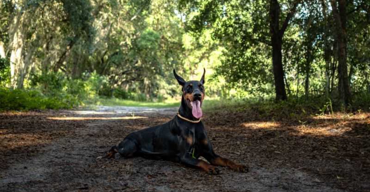 Everyone wants a deeply loyal dog until the same attachment makes leaving home complicated