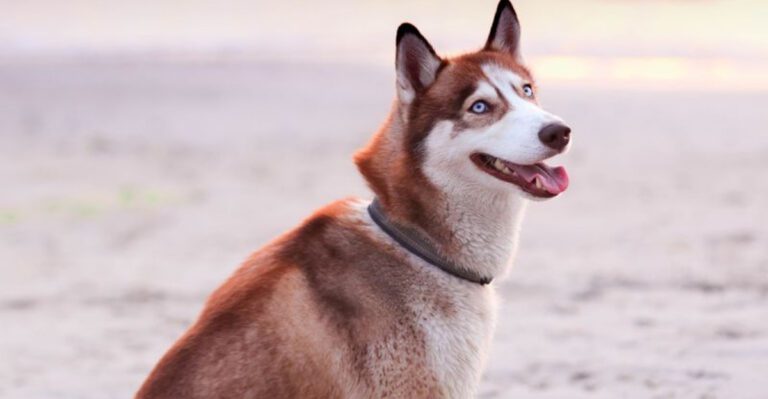 featured image 1056a4ee8937 d284a518a919 dog news