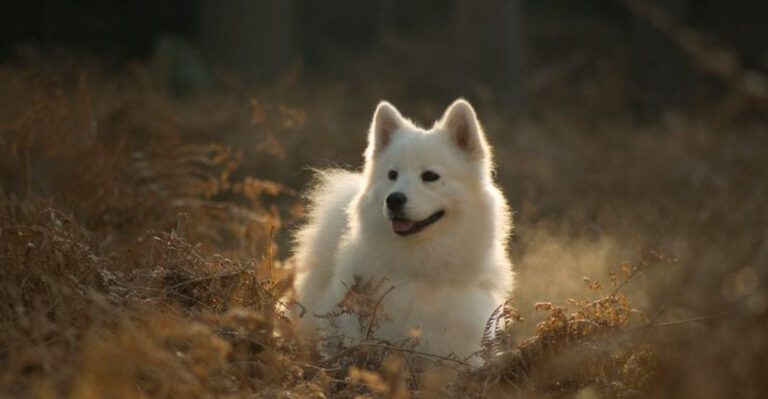 featured image 1358501ae26f dog news