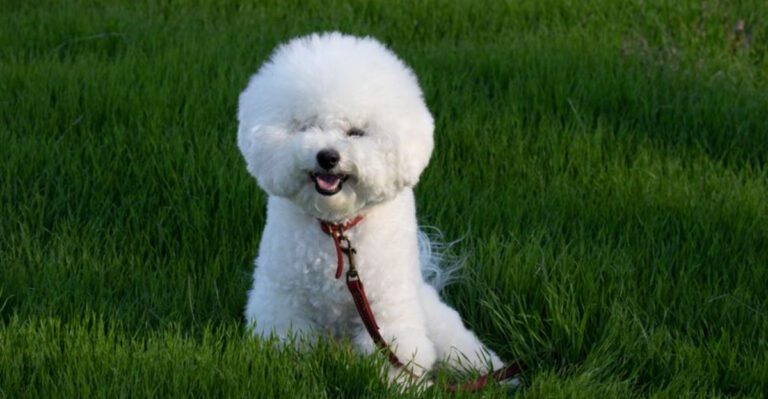 featured image 182bf45d7688 dog news