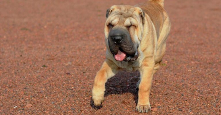 featured image 1985fe7d81c9 2143b63875f2 dog news