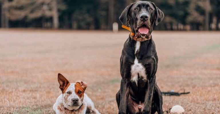 featured image 19d939f19a9f 63b177e5b251 dog news