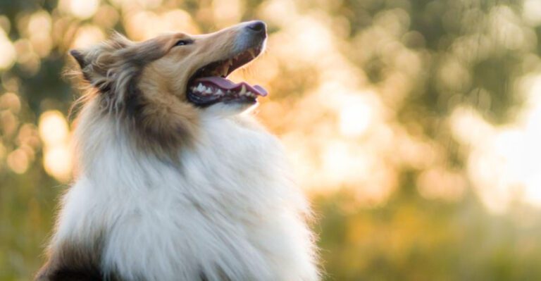 featured image 1a0106668c0f 04cbd99521b2 dog news