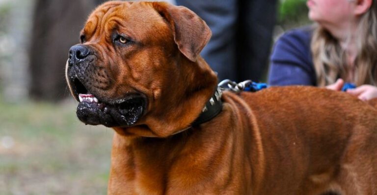 featured image 1a6f4804540c 34db989ece5a dog news