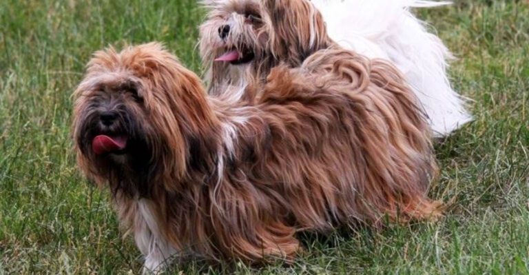 featured image 1b2f24c247b6 304173a3abbb dog news
