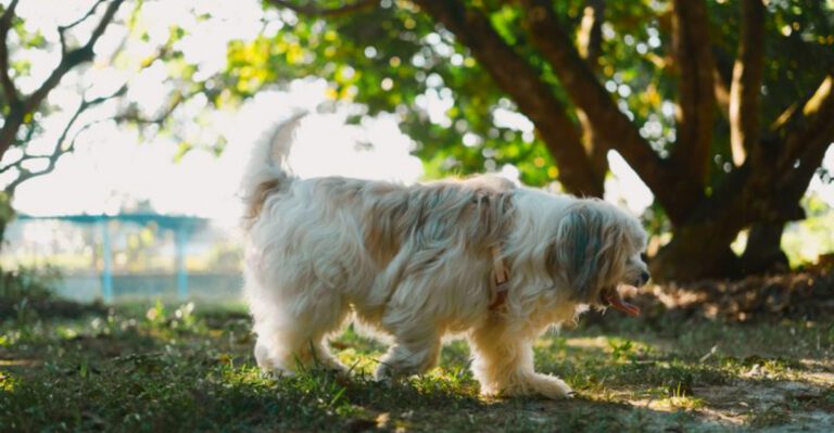 featured image 1ca6660dca17 dog news