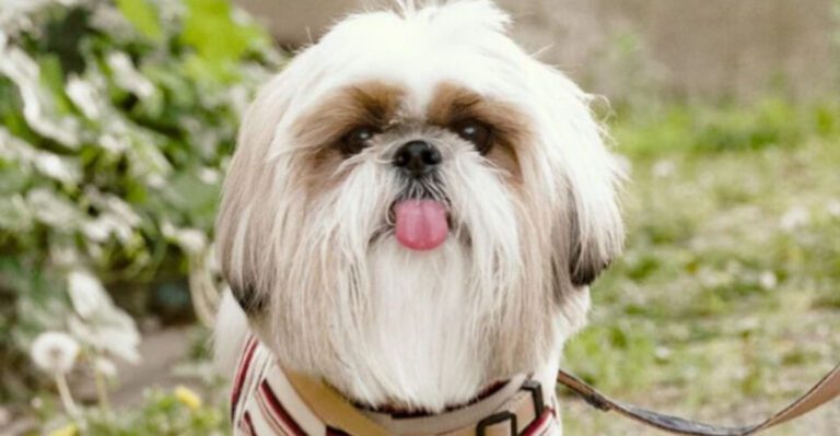 featured image 1ddece78c1cc c0a69af5f9f8 dog news