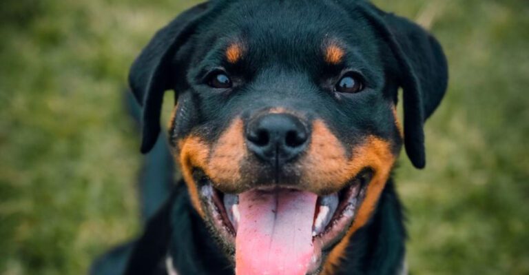 featured image 249655801a7c d5551dbfec6a dog news