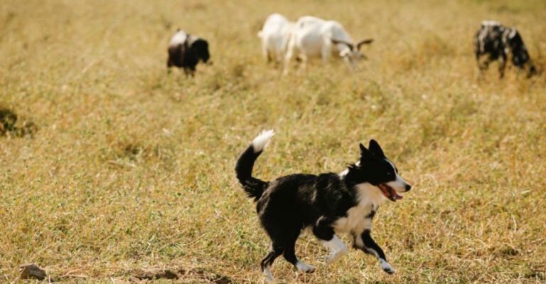 featured image 284d5cd2992e dog news