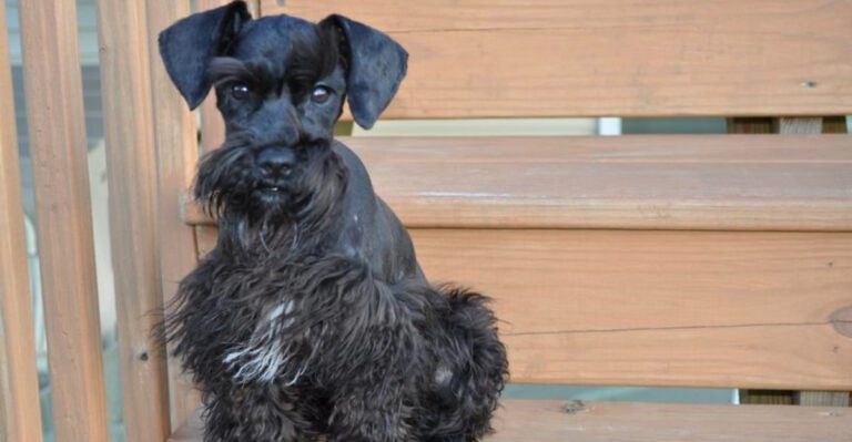 featured image 28b07800b2c4 158cf8cf3ee9 dog news