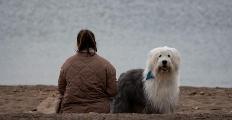 featured image 2b1a1a5394ef d2ab5dd88bc4 dog news