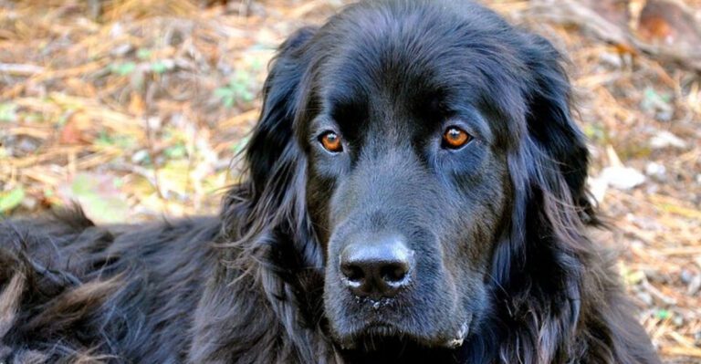 featured image 2b39429112ff 9027eca27777 dog news