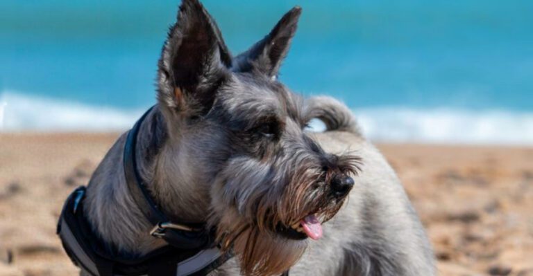 featured image 2b6d590d1d80 dog news