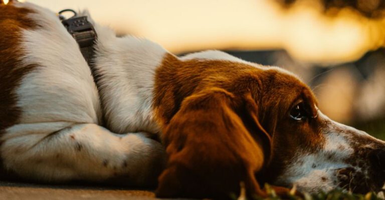 featured image 2c103bb7b99b 7dccc912ae56 dog news