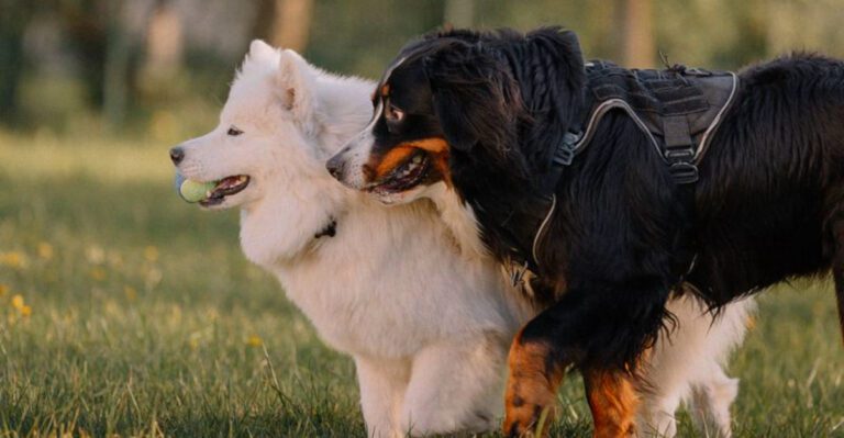featured image 2e5c159c7e77 dog news