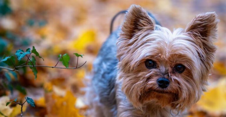 featured image 2e62c887054a 7717885ab312 dog news