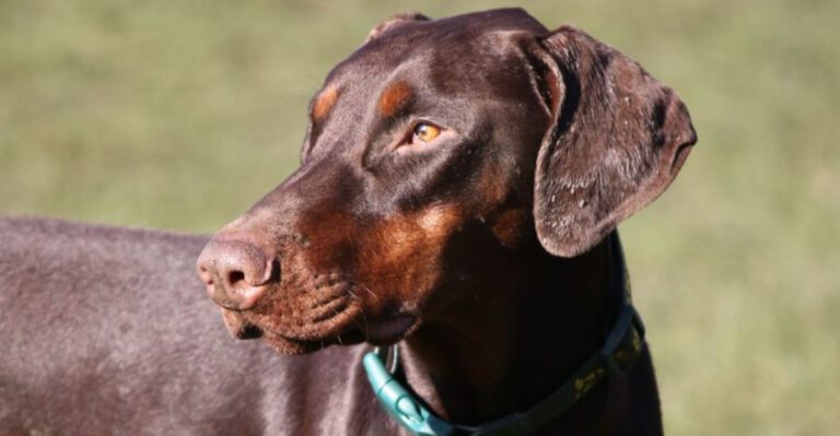 featured image 2ec5be863b0a 4d2d9ac01f6a dog news