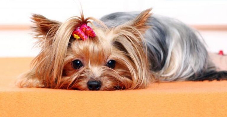 featured image 36aec6878f40 b44de1caad65 dog news