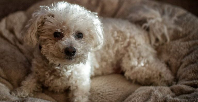 featured image 39d0c0e49a79 dog news